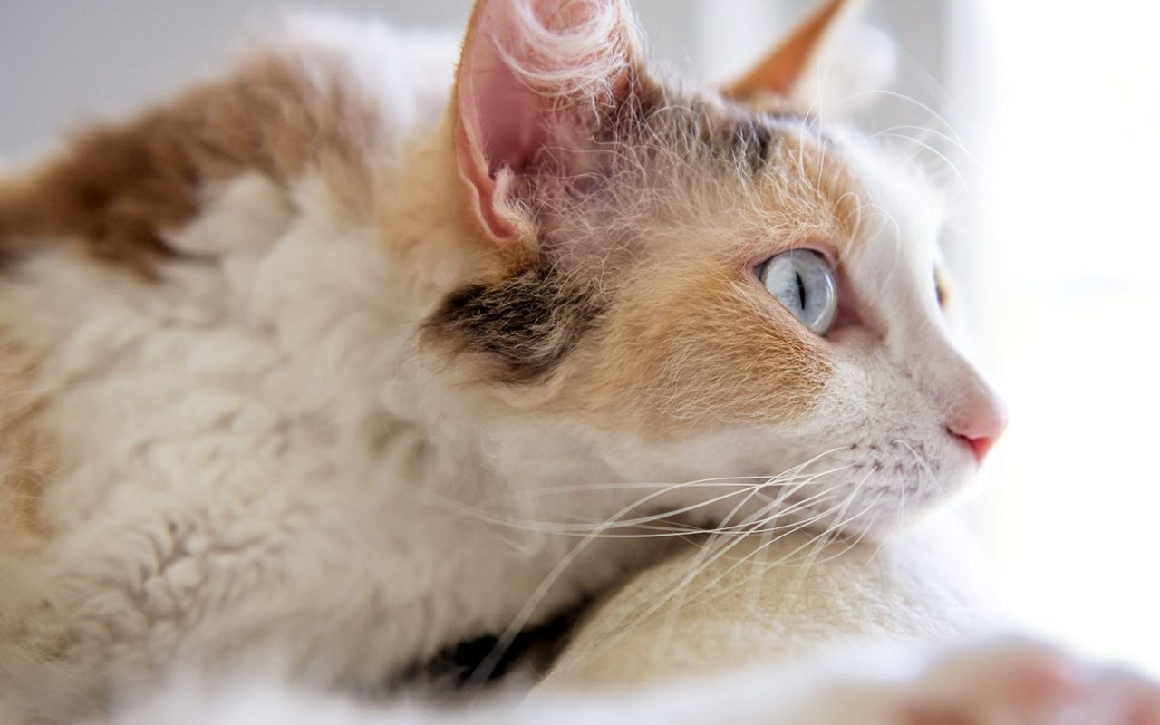 LaPerm Cat 