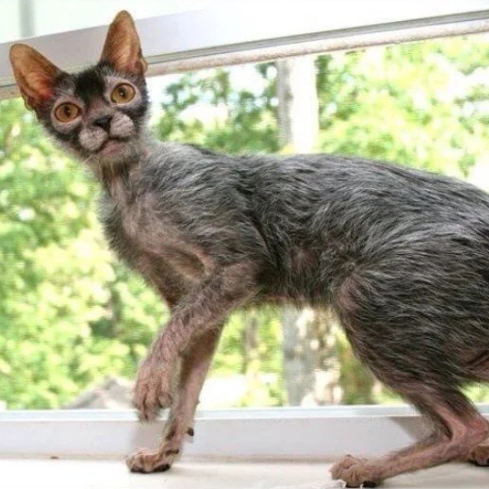 Lykoi Cat Breed