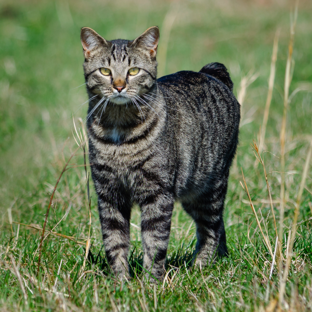 Manx Cat With A Tabby Coat
