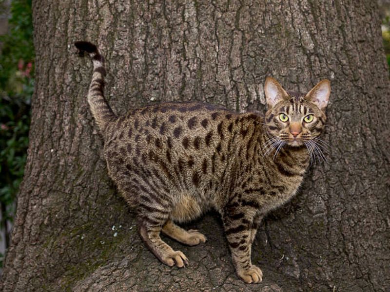 Ocicat outside on a tree