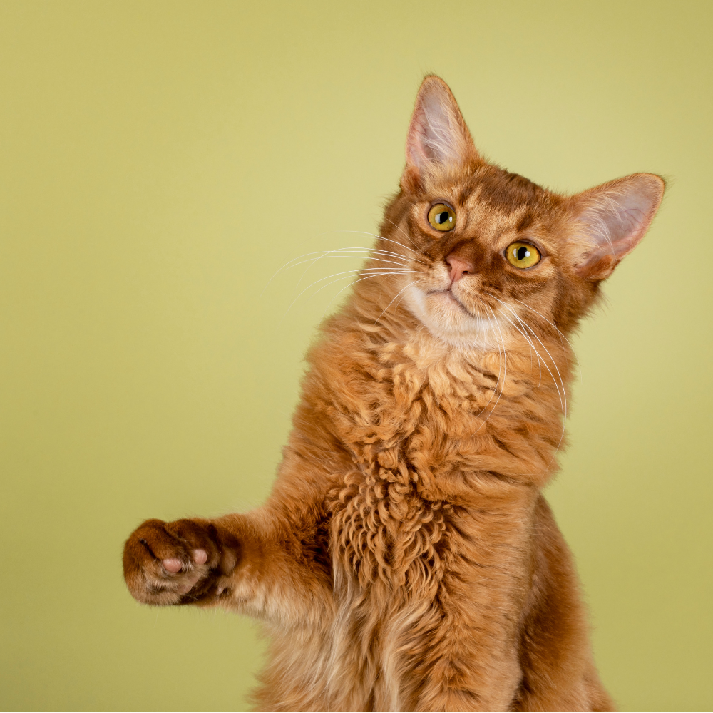 Playful somali cat