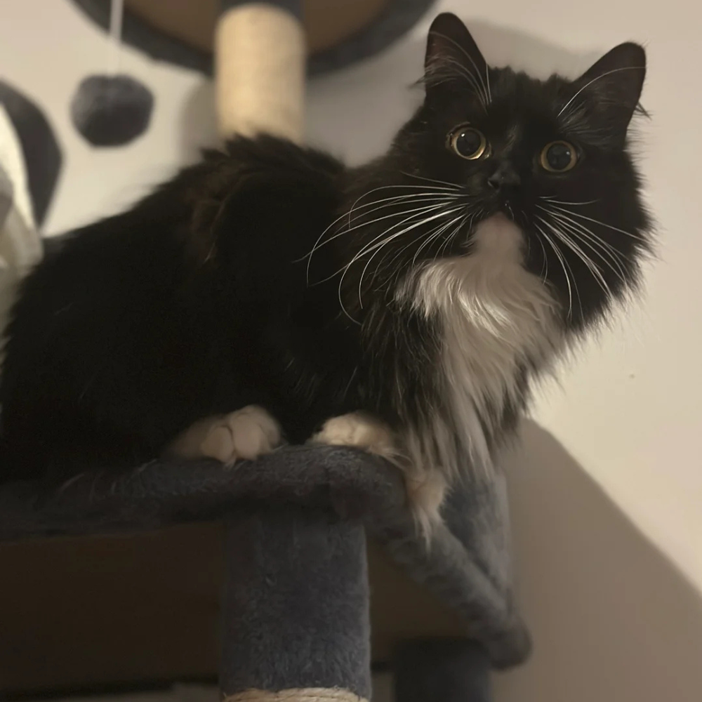 Siberian cat on cat tree