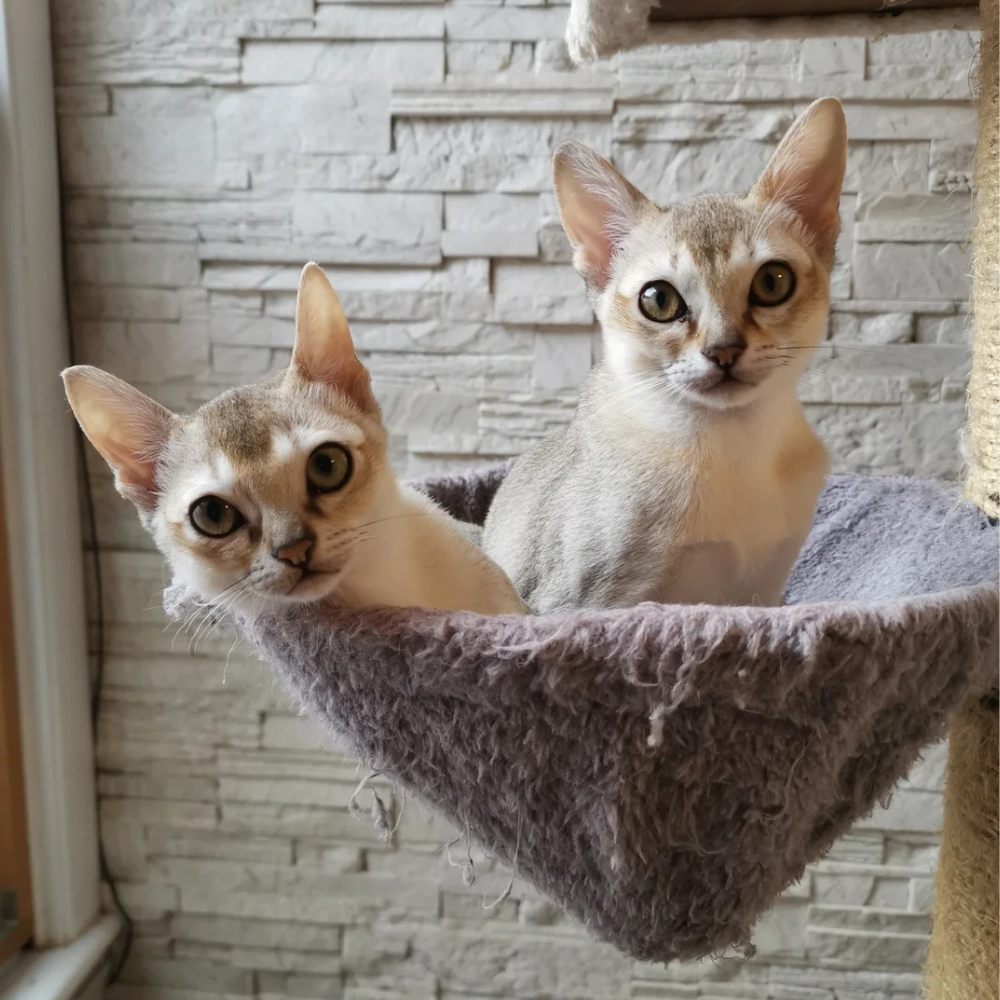 Singapura kittens in bed on cat tree