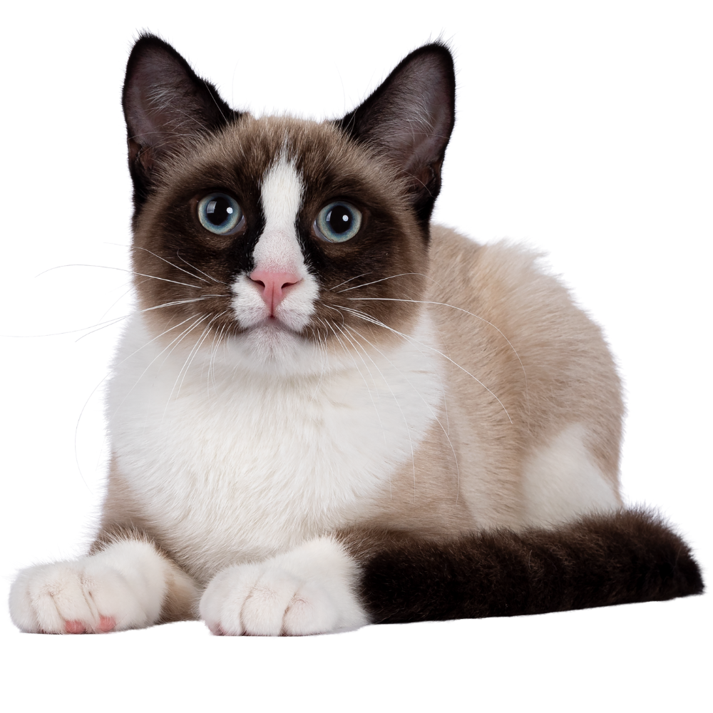 Snowshoe cat breed