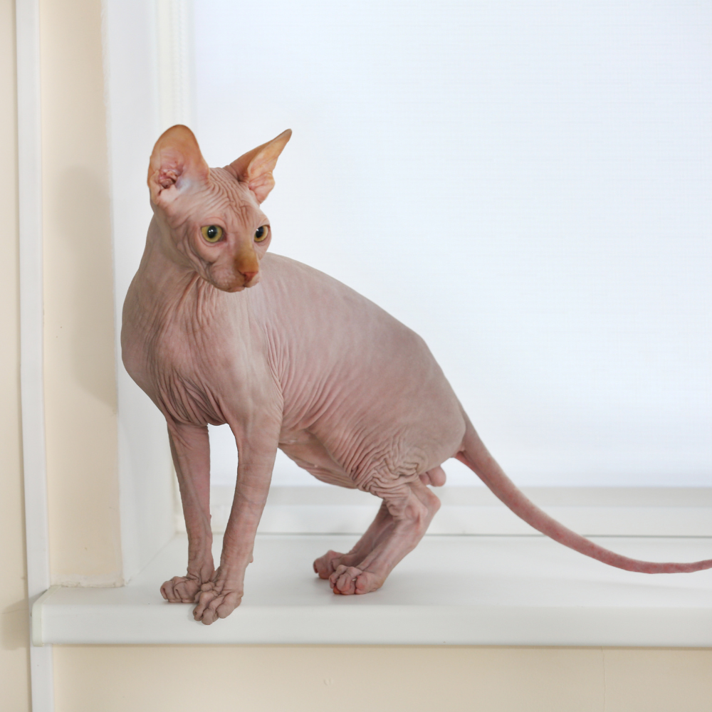 Sphynx cat breed portrait, showing its hairless body, large ears, and slender build, standing on a windowsill