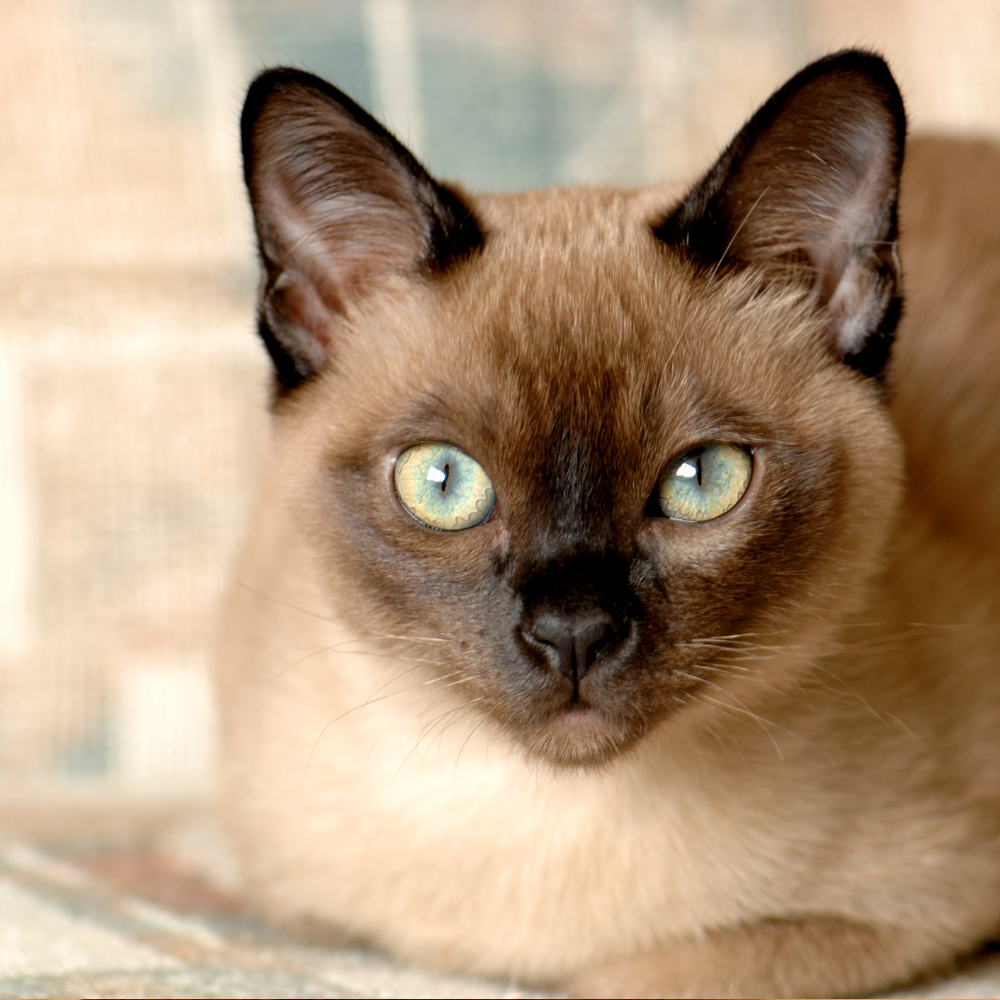 Tonkinese cat