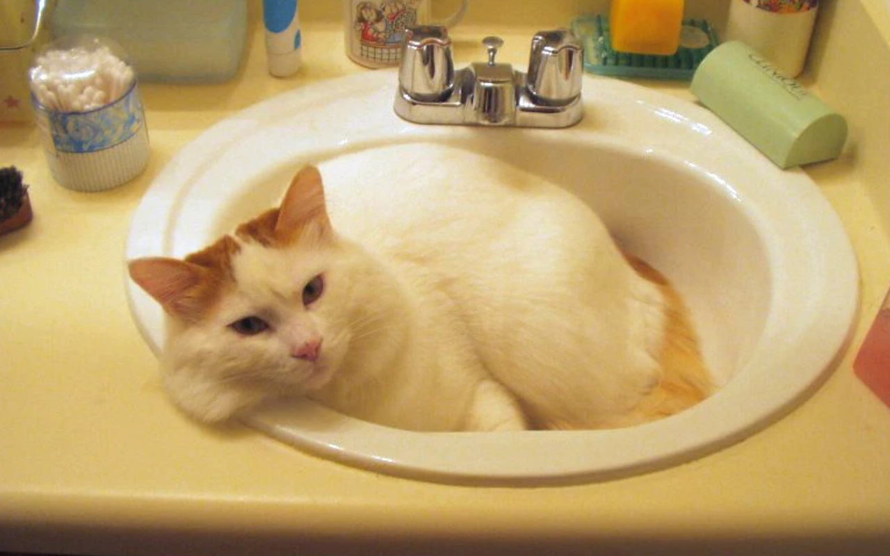 Turkish Van Cat cat in skin