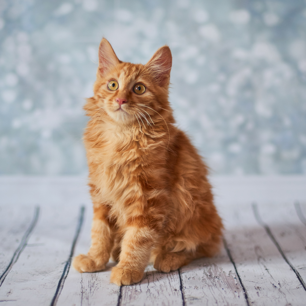 american bobtail