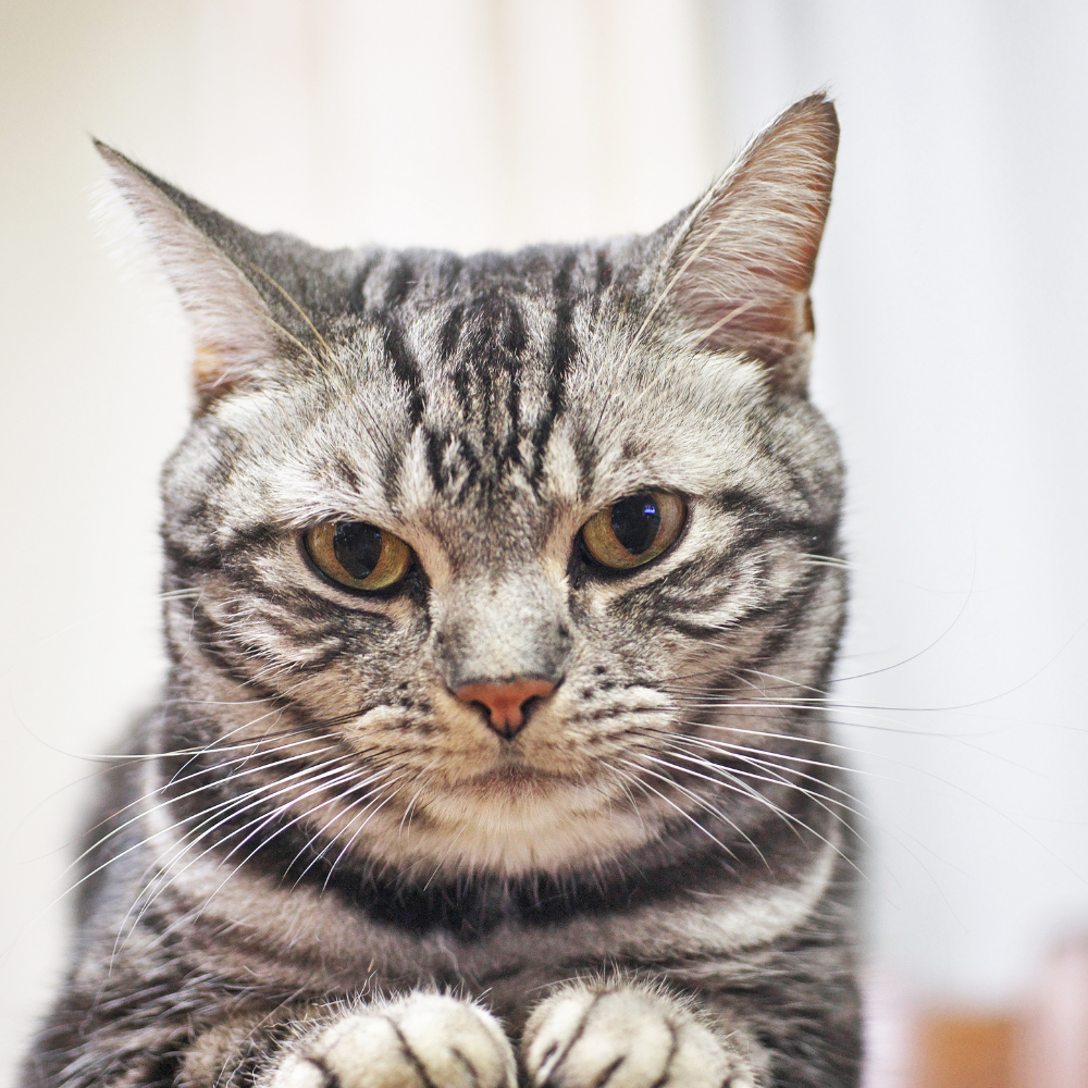 american shorthair close up