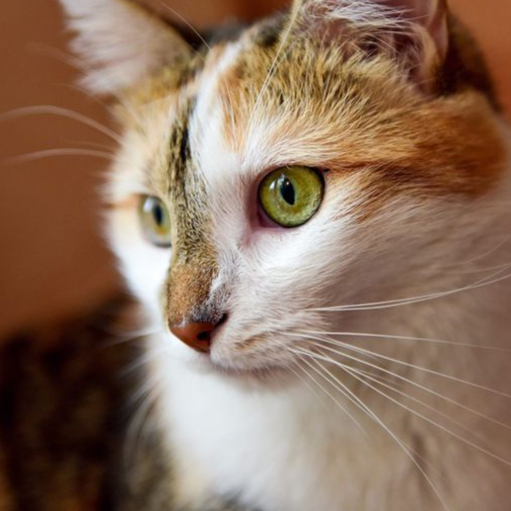 american wirehair