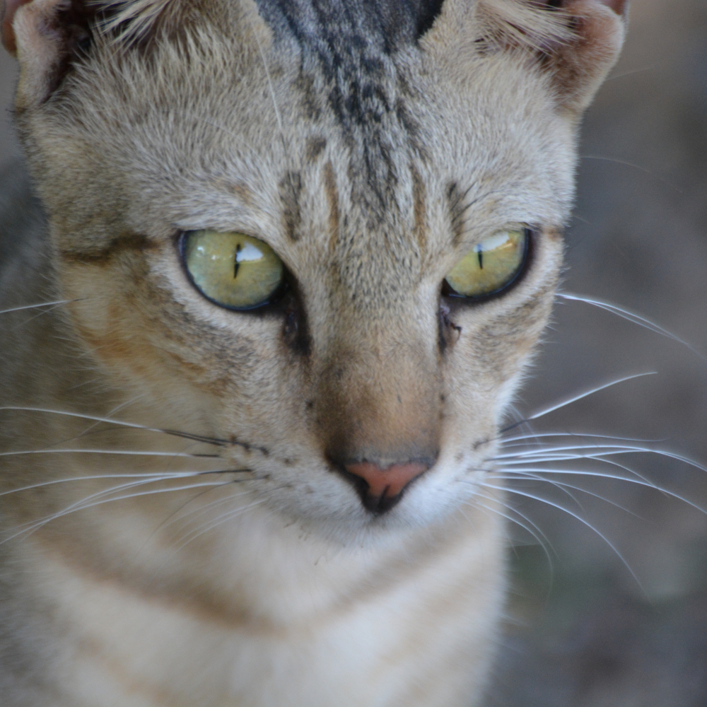 australian mist cat breed