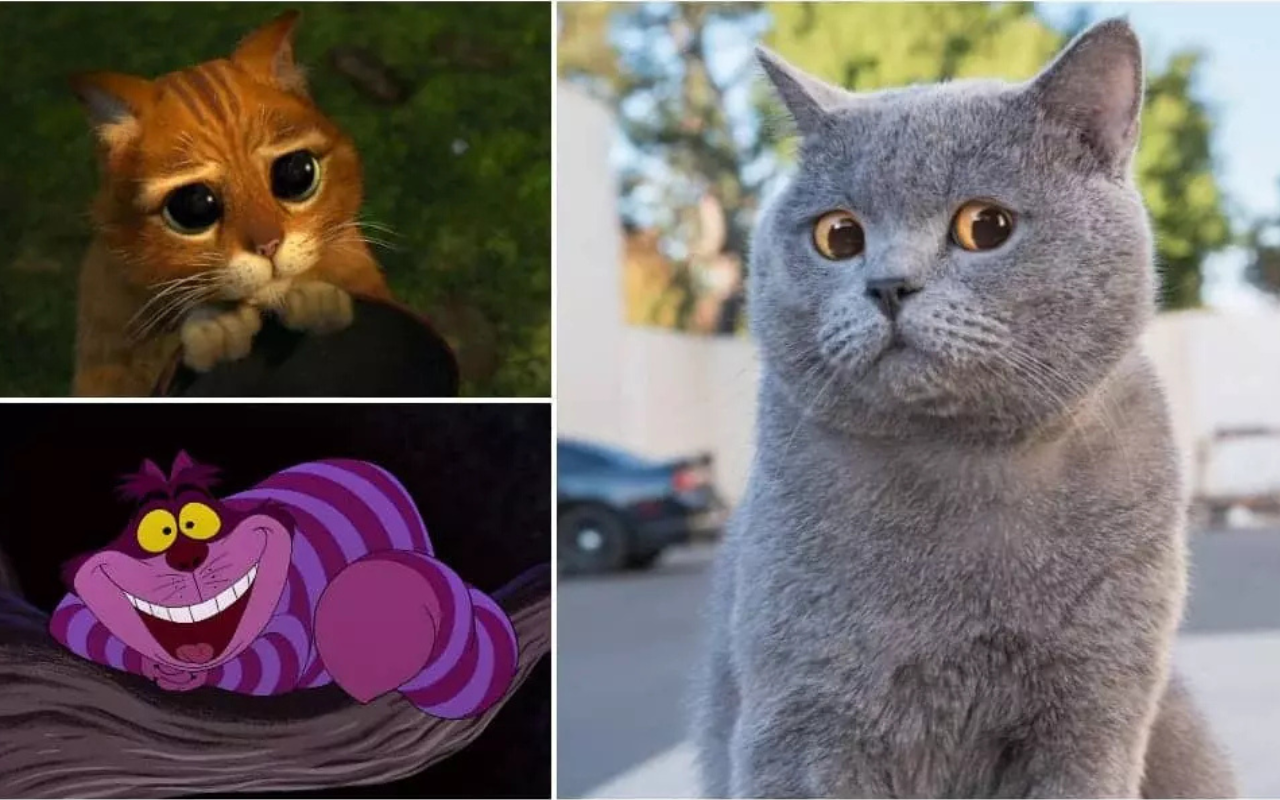 british shorthair and cheshire cat