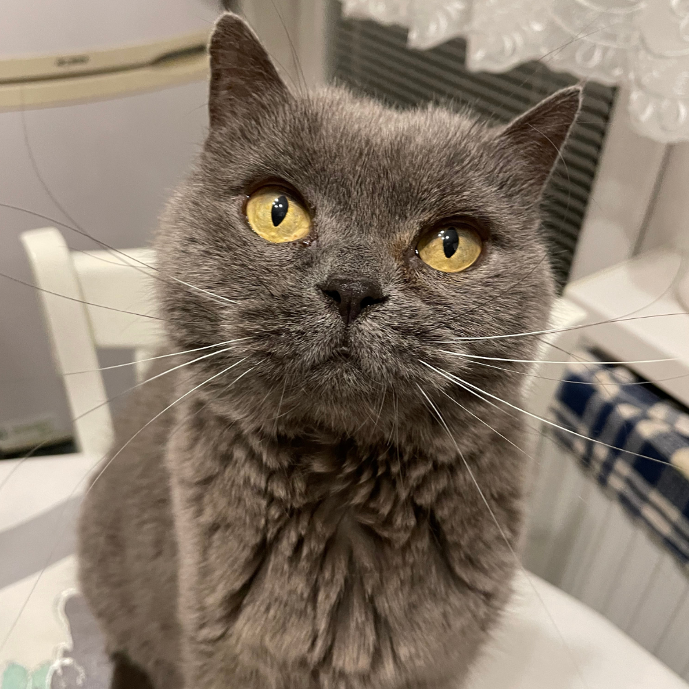 british shorthair close up