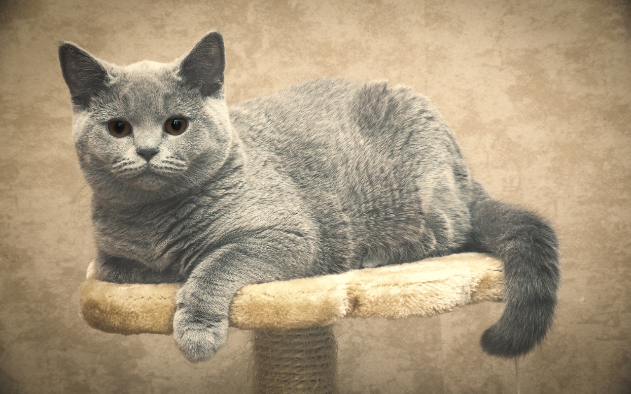 british shorthair history