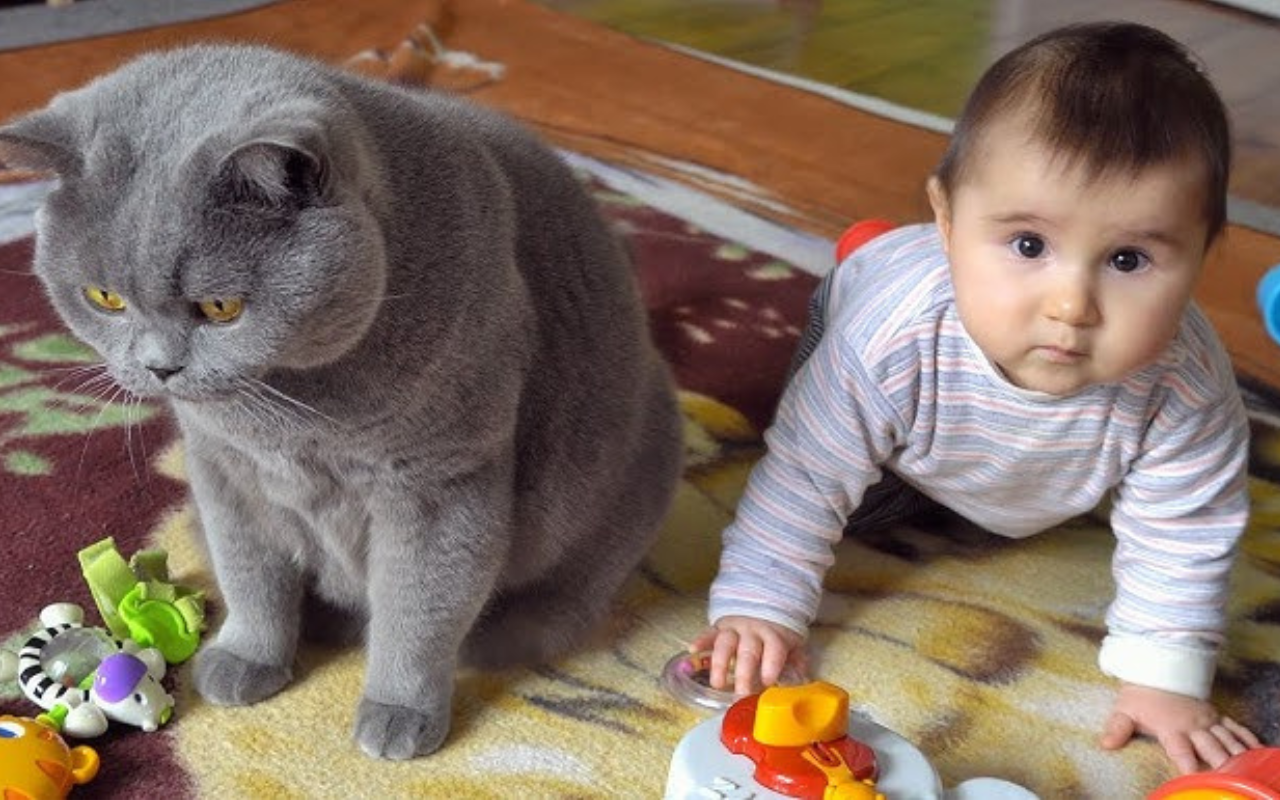 british shorthair playing with a child