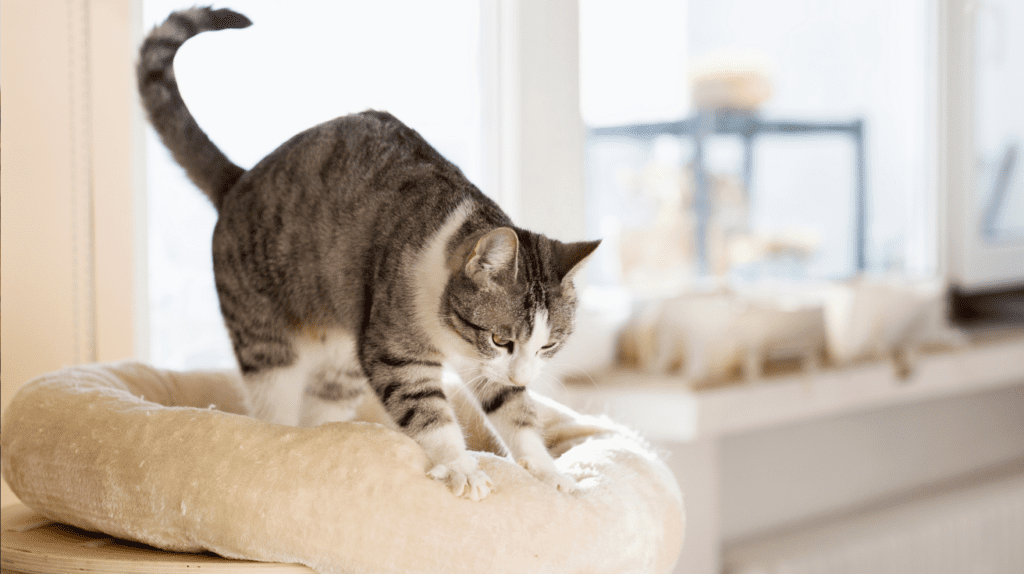 cat kneading