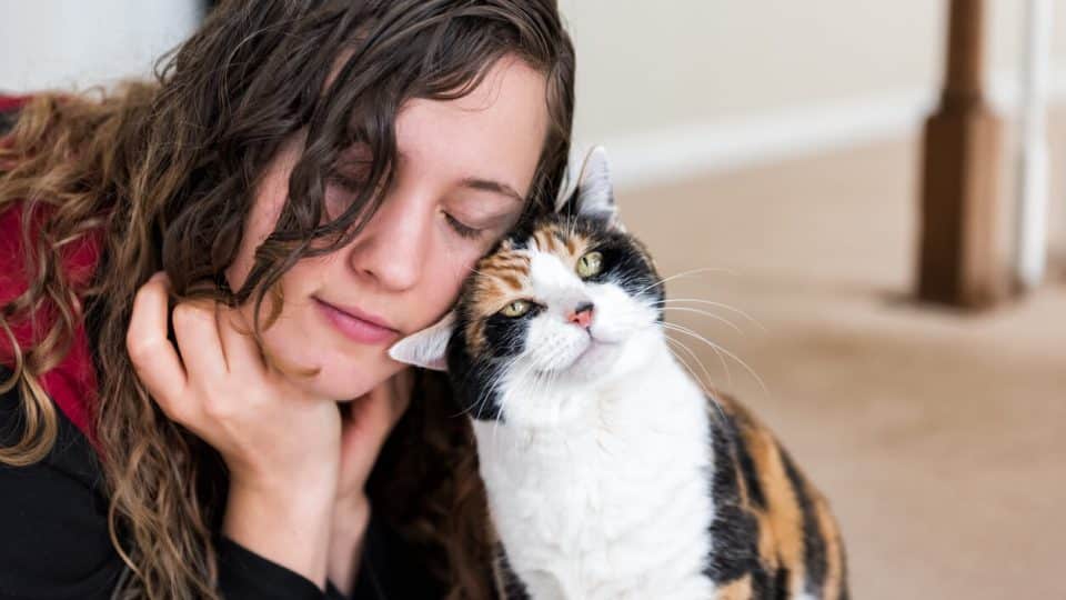 cat headbut