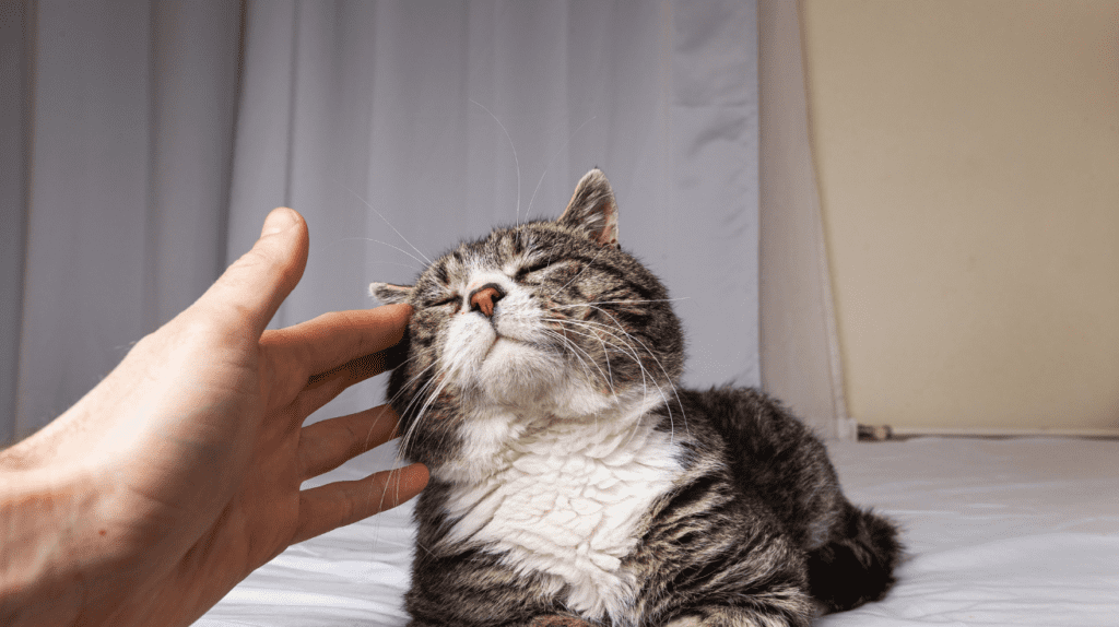 cat purring