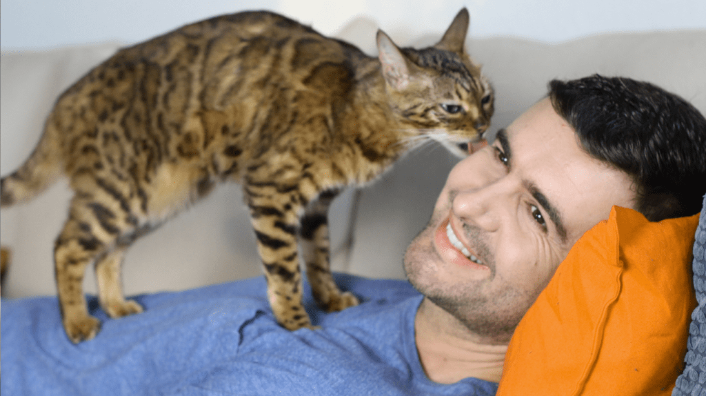cat grooming human