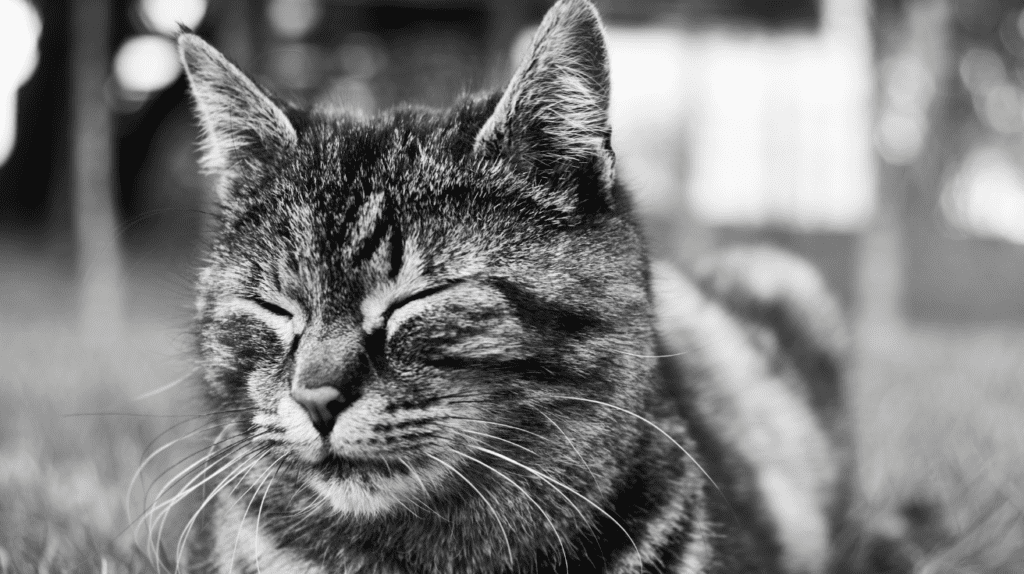 cat slow blink