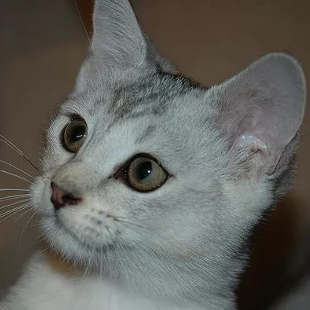 catmad burmilla