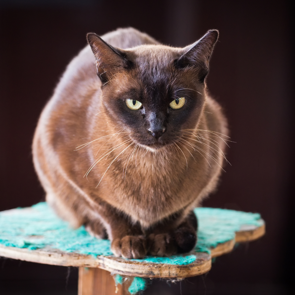 burmese cat sat on cat tree