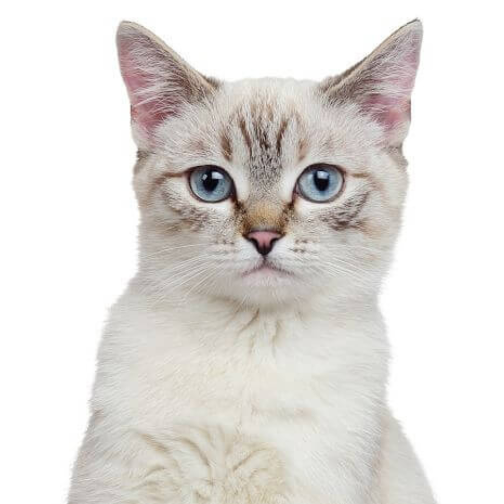 colourpoint shorthair close up