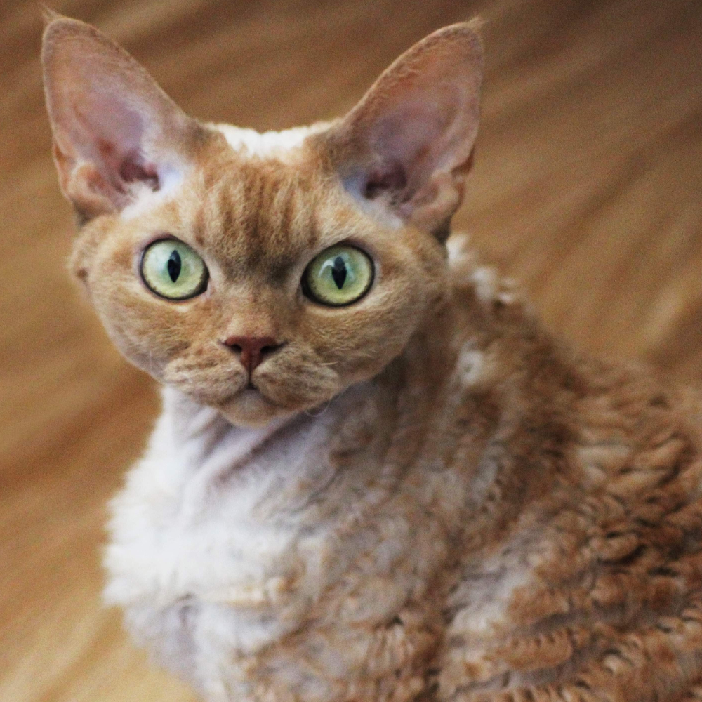 devon rex cat close up