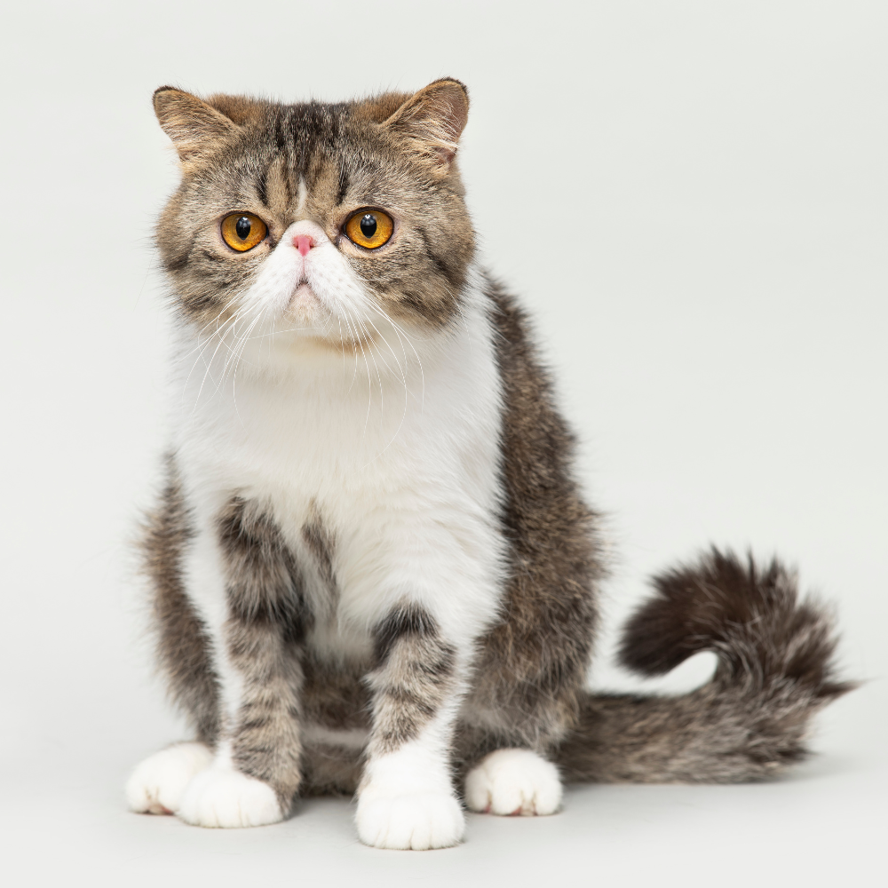exotic short hair cat
