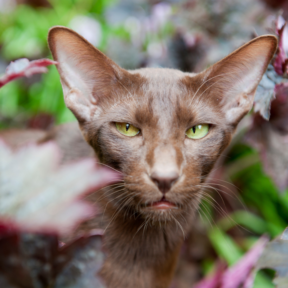 havana brown cat close up