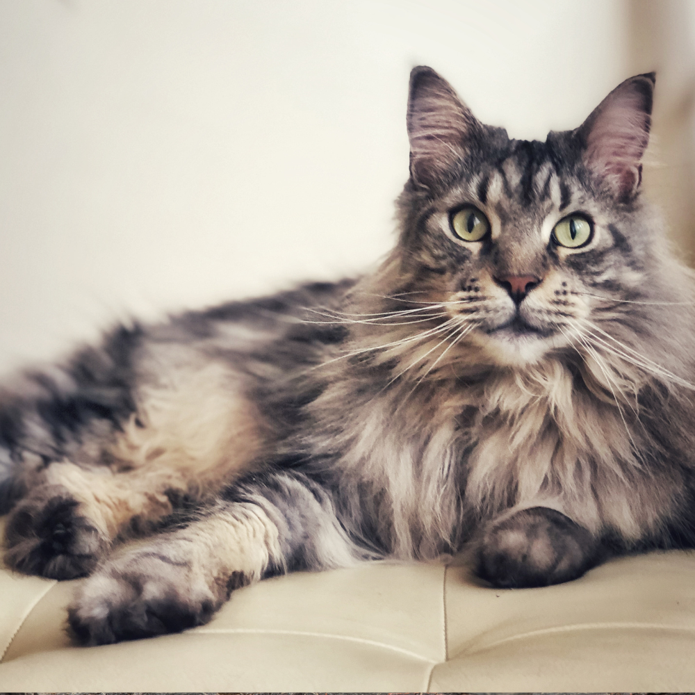 maine coon cat breed profile