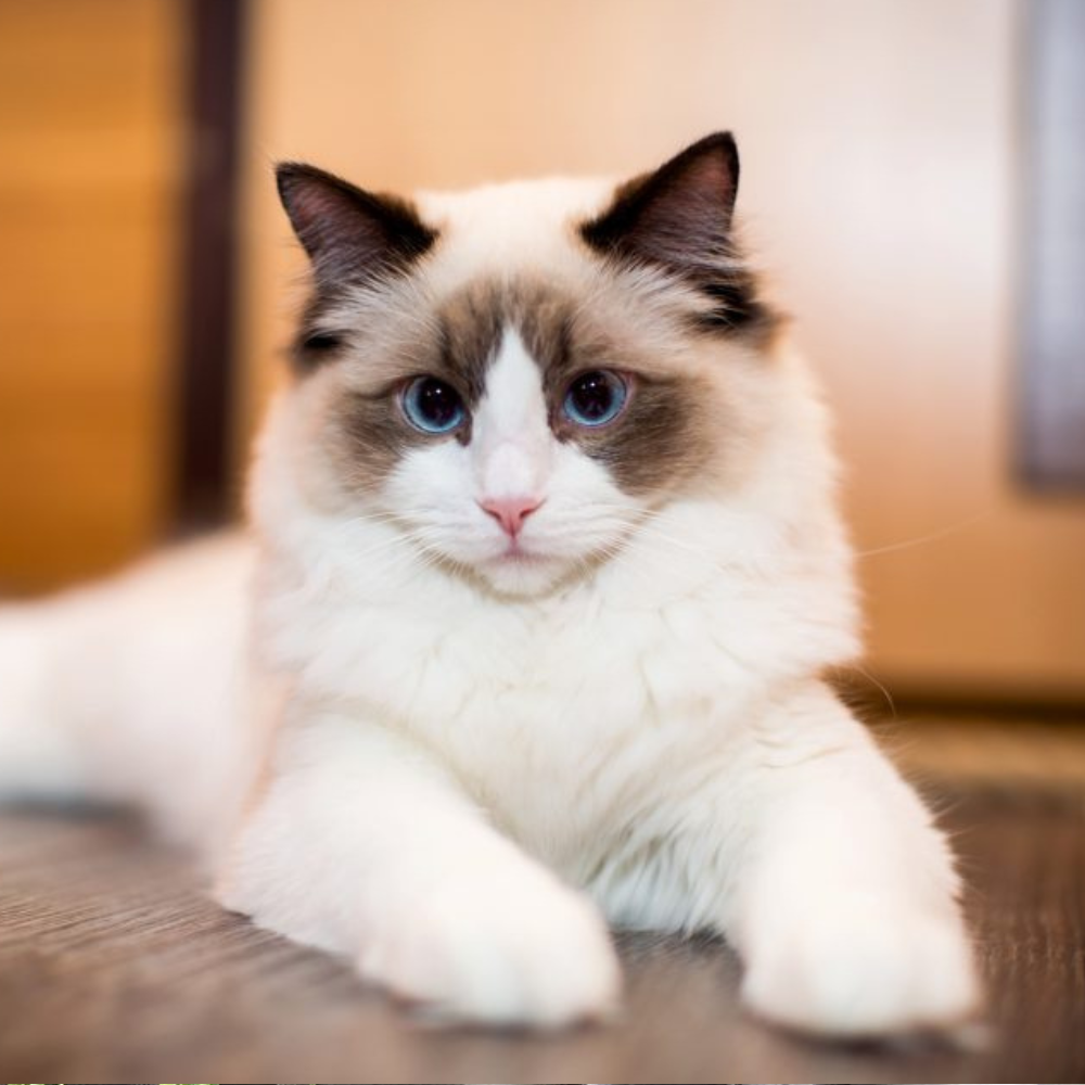 ragdoll cat