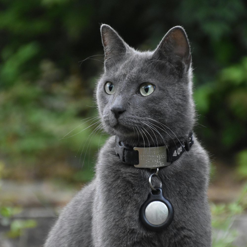 russian blue cat breed with green eyes
