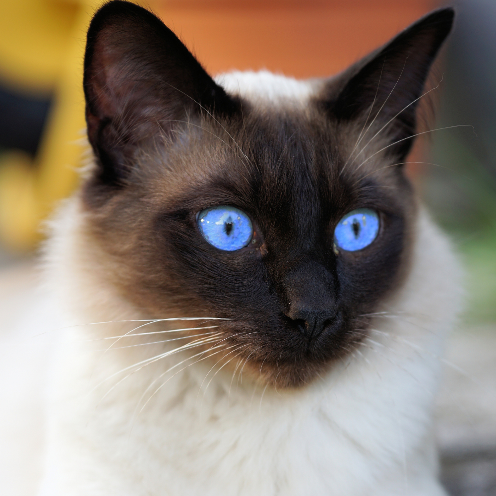 siamese cat close up