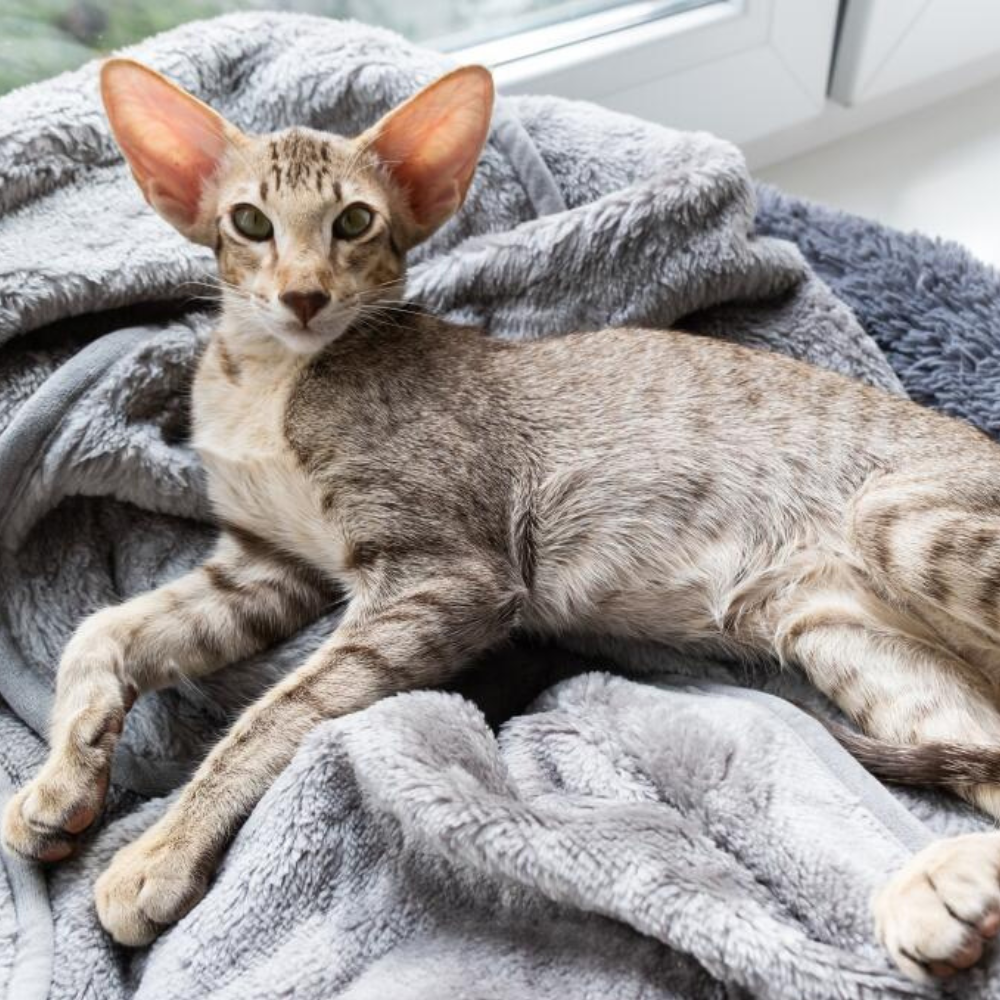 tabby oriental shorthair