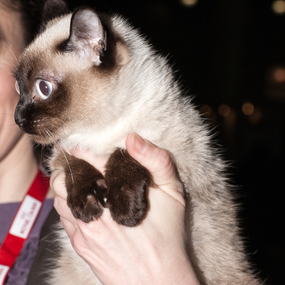tiny toybob cat being held