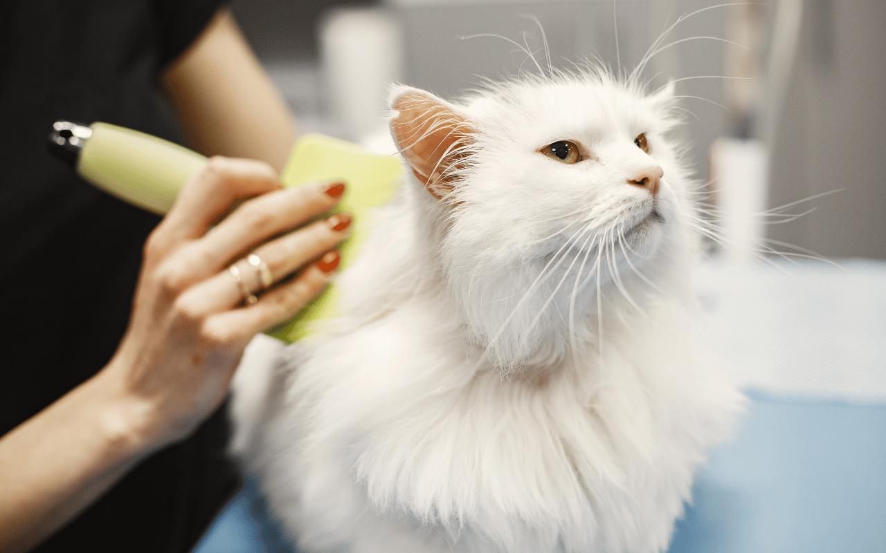 turkish angora being groomed