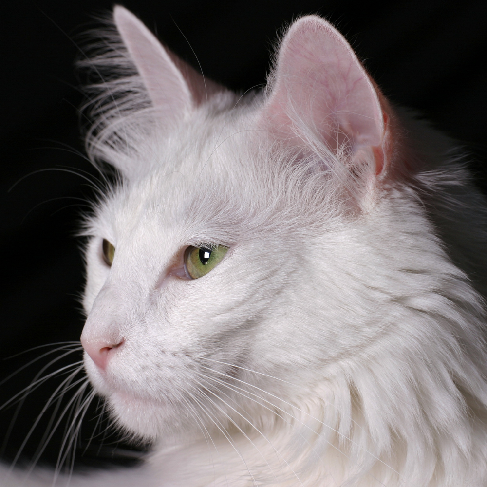 turkish angora upclose