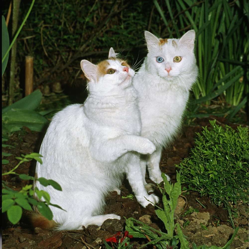 two turkish van cats playing