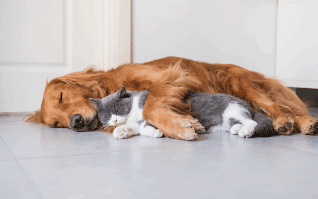 cat and dog cuddling sleeping together