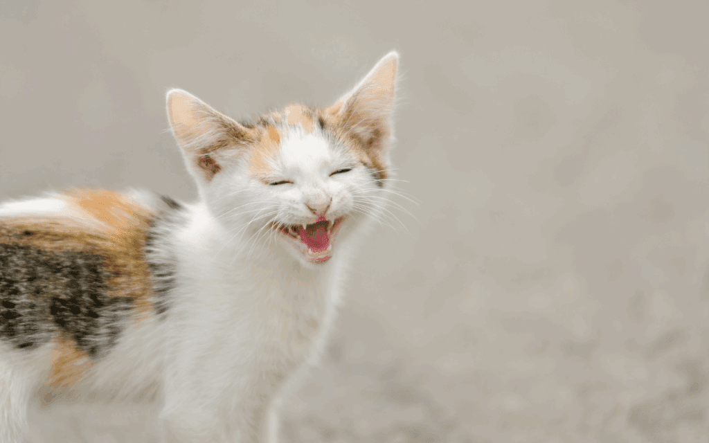 kitten meowing