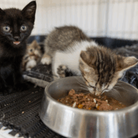kittens eating