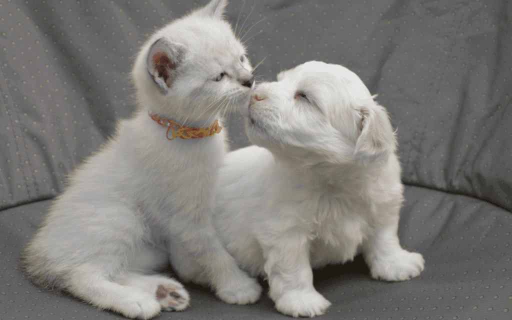 puppy & a kitten together